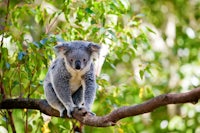 a koala is sitting on a tree branch